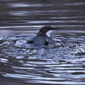 White-throated Dipper