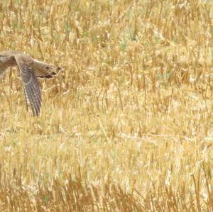 Common Kestrel