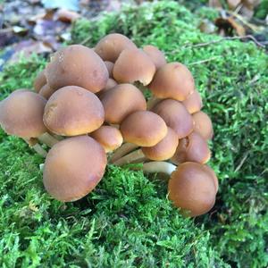 Clustered Psathyrella