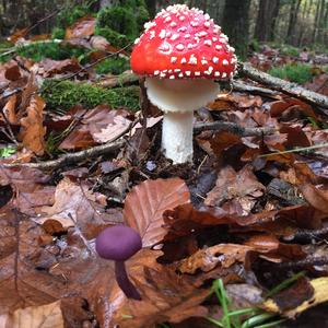 Fly Agaric