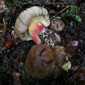 Scarlet-stemmed Bolete