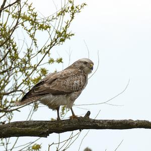 Mäusebussard