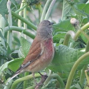 Eurasian Linnet