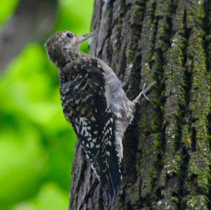 Yellow-bellied Sapsucker