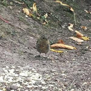 European Robin