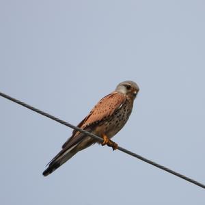 Common Kestrel