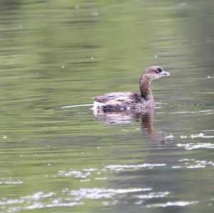 Little Grebe