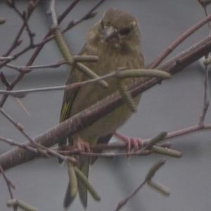 European Greenfinch