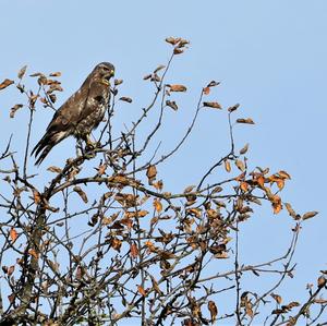 Mäusebussard