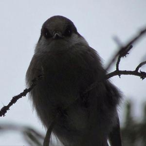 Grey Jay