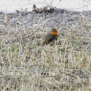 European Robin