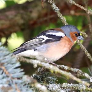 Eurasian Chaffinch