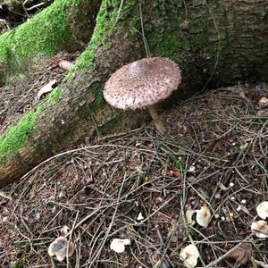 Parasol Mushroom