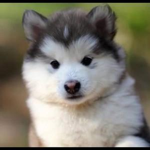 Alaskan Malamute