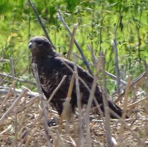 Common Buzzard