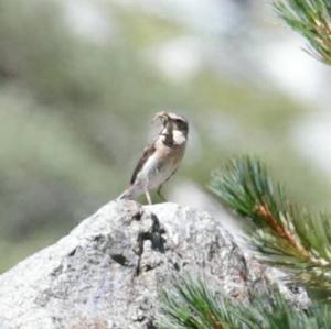 Northern Wheatear