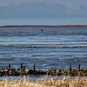 White-tailed Eagle