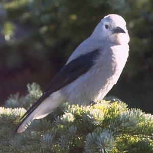 Spotted Nutcracker