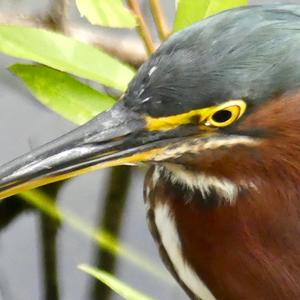 Green Heron