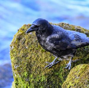 Carrion Crow