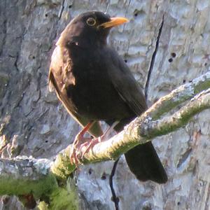 Eurasian Blackbird