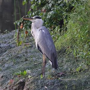 Grey Heron