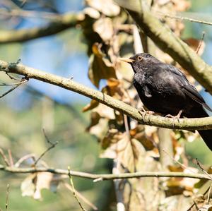 Eurasian Blackbird