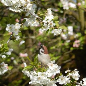 Eurasian Tree Sparrow