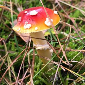 Fly Agaric