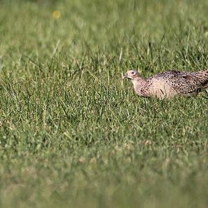 Common Pheasant