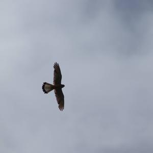 Common Kestrel