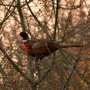 Common Pheasant