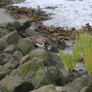 Ruddy Turnstone