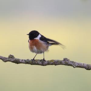 European stonechat