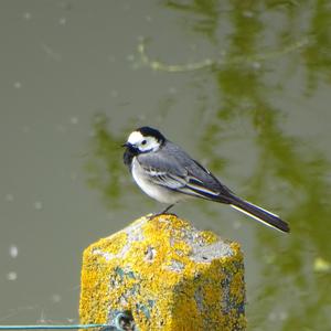 White Wagtail