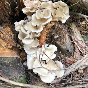 Oyster Mushroom