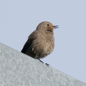 Black Redstart