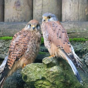 Common Kestrel