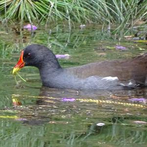 Common Moorhen