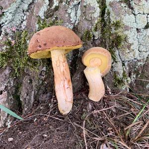 Variegated Bolete