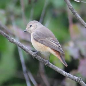 Common Redstart