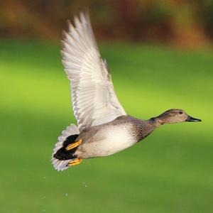 Gadwall