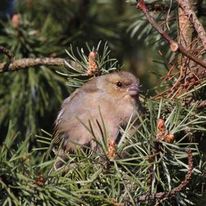 Eurasian Chaffinch