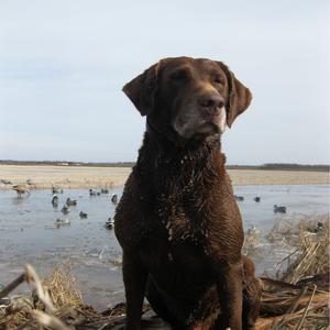 Retriever (Labrador)