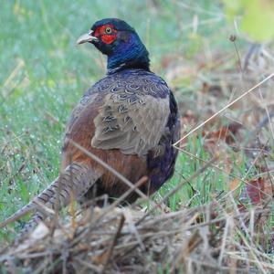 Common Pheasant