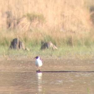 Black-headed Gull