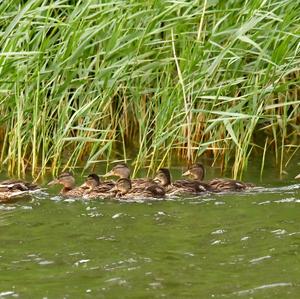 Mallard