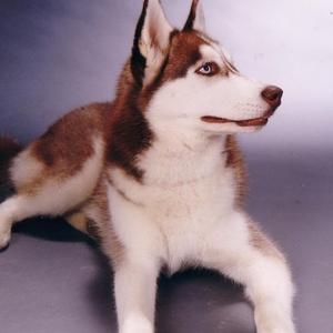 Siberian Husky