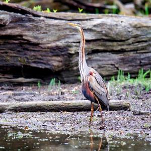 Purple Heron