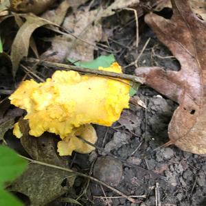 Chanterelle, Common